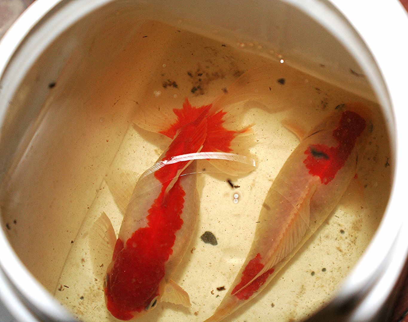 How quickly do Goldfish grow?